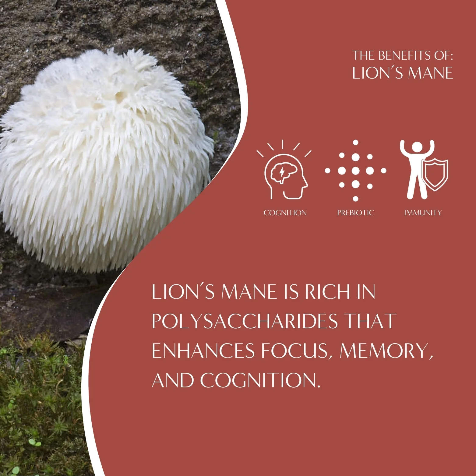 Lion's Mane Rhodiola Rose Mushroom Herbal Coffee - Image 6