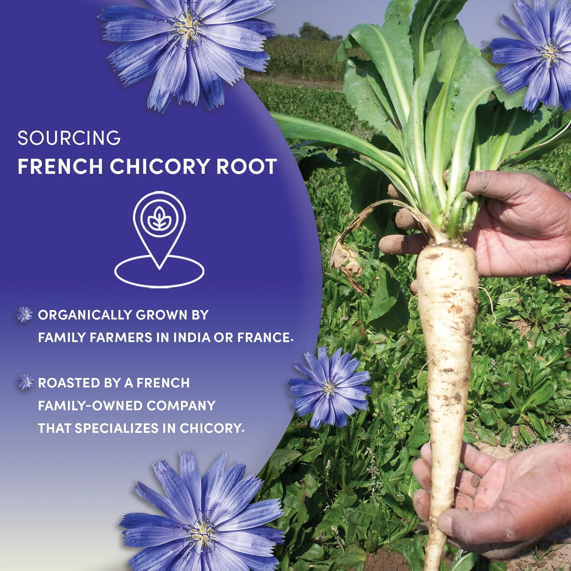 Worldwide Botanicals Organic French Chicory Root, 1 Pound - Brew Like Coffee, Blend Roasted Chicory Root With Coffee - Image 4