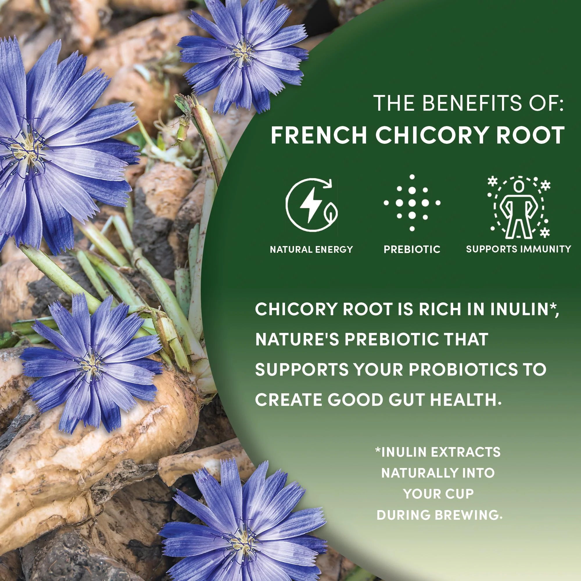 Worldwide Botanicals Organic French Chicory Root, 1 Pound - Brew Like Coffee, Blend Roasted Chicory Root With Coffee - Image 5